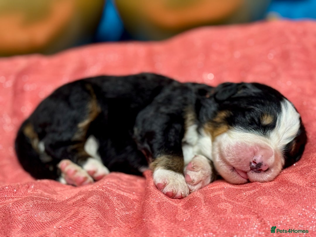 Bernese Mountain Dog dogs for sale: KC Registered Bernese Mountain Dog Puppies - Advert 15