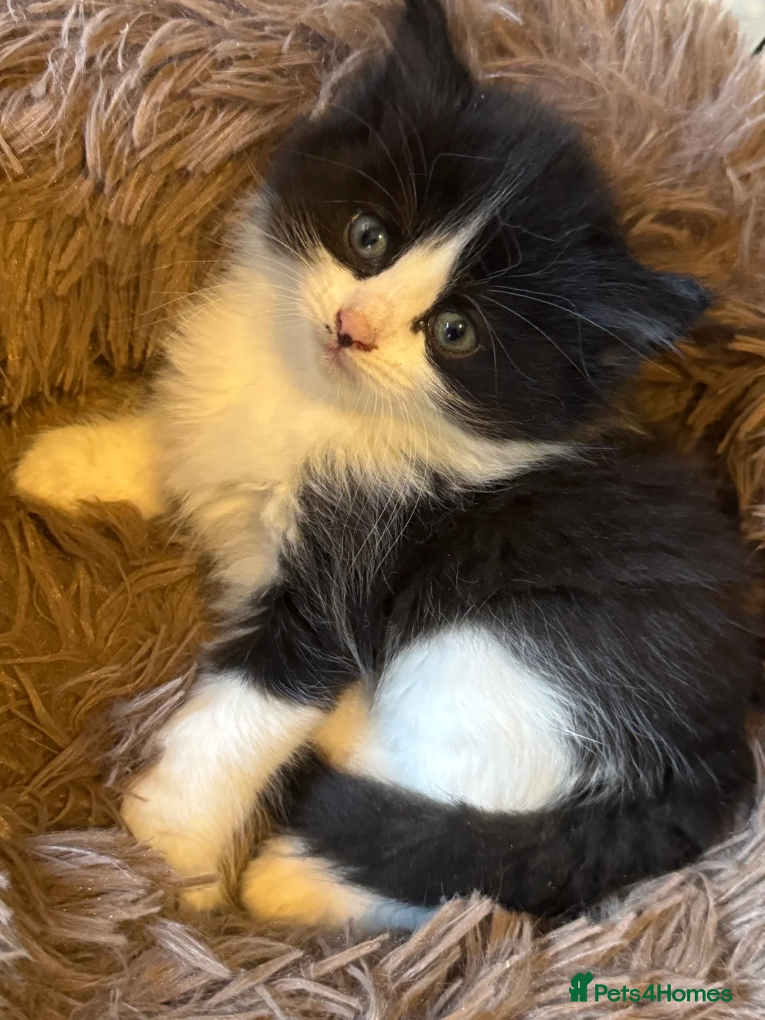 Mixed Breed cats for sale: Black and white kittens  in Bradford - Advert 7