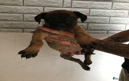 Presa Canario dogs for sale: Working presa canario - Advert 4