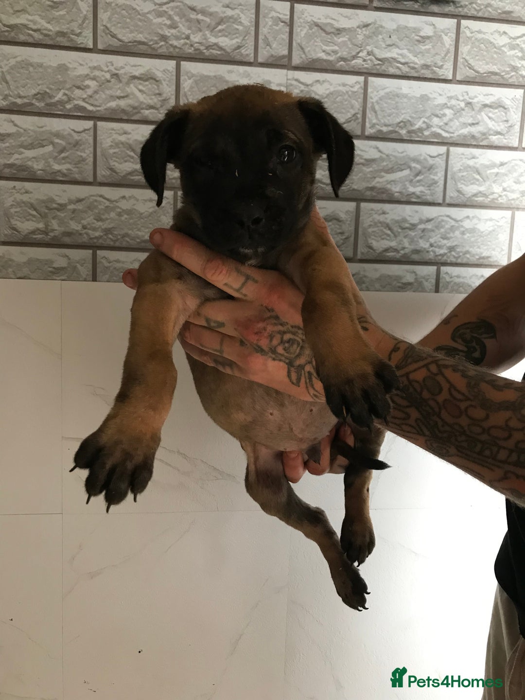 Presa Canario dogs for sale: Working presa canario - Advert 4