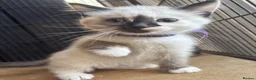 Ragdoll cats for sale: 2 beautiful ragdoll cross girls  - Advert 1