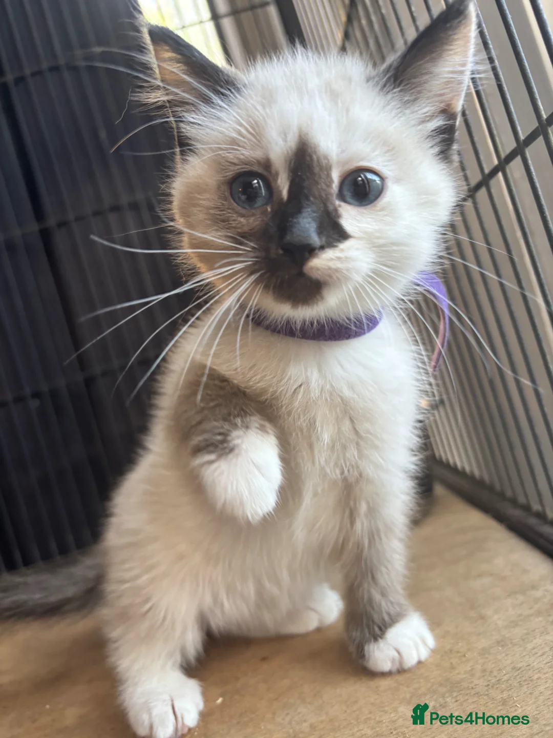 Ragdoll cats for sale: 2 beautiful ragdoll cross girls  - Advert 1