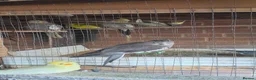 Mixed Breed birds for sale: Healthy Mix Budgies & Cockatiels for Sale in Huntingdon - Advert 6