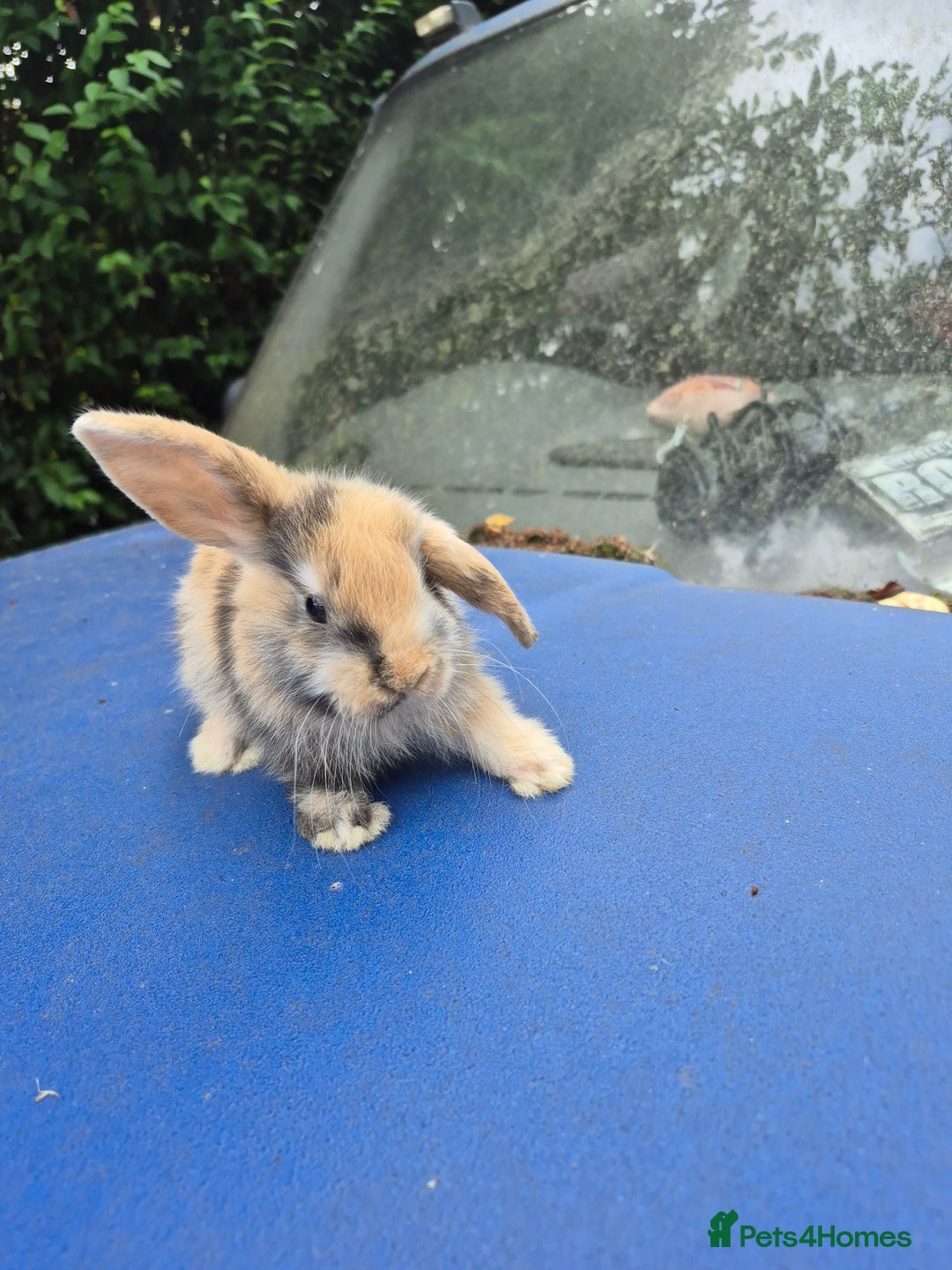 Mixed Breed rabbits for sale: Holland lop rabbits 8 week old  - Image 9