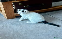 Mixed Breed cats for sale: Loving home only for a tiny happy boy - Image 5