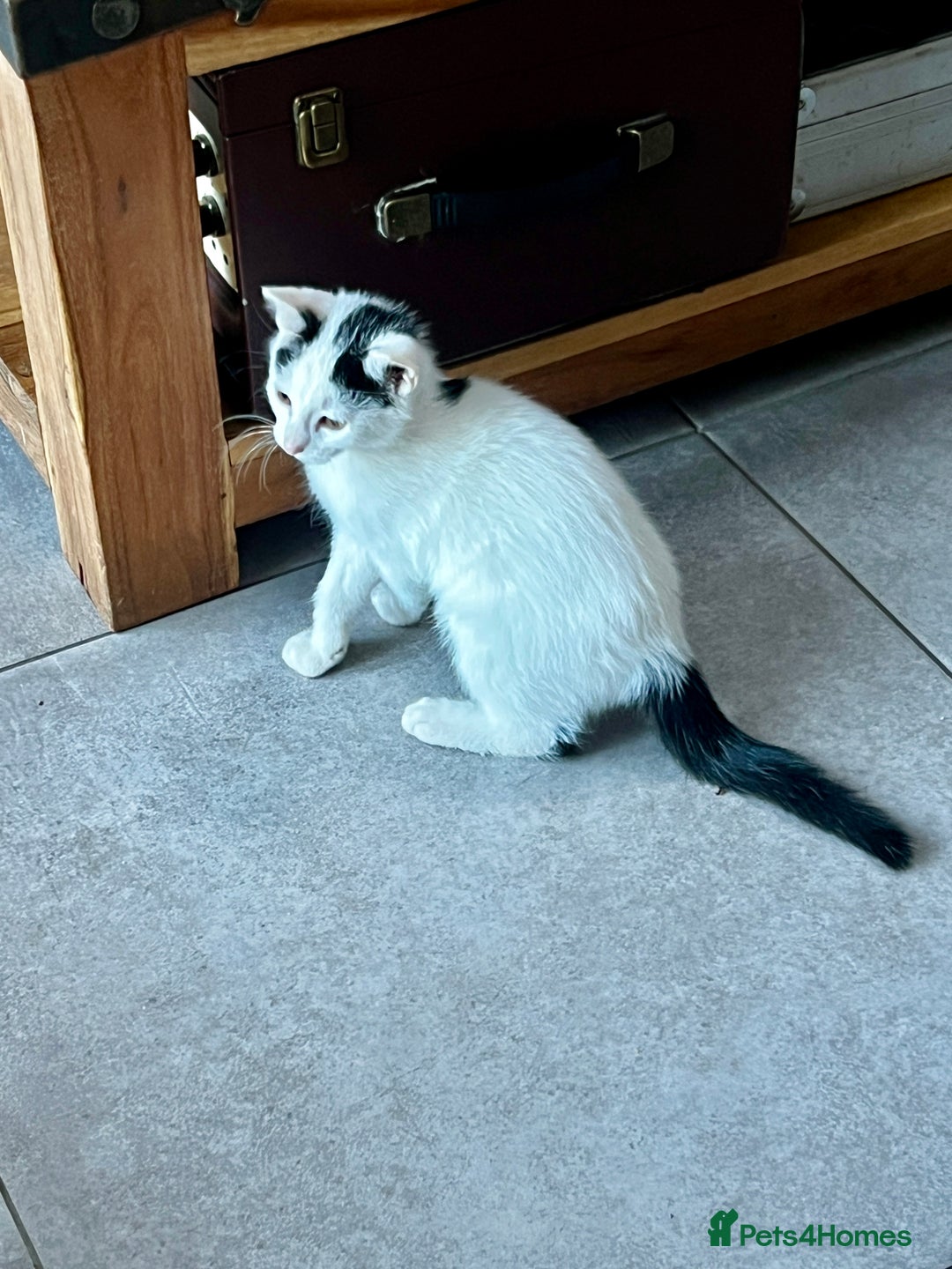Mixed Breed cats for sale: Loving home only for a tiny happy boy - Image 5