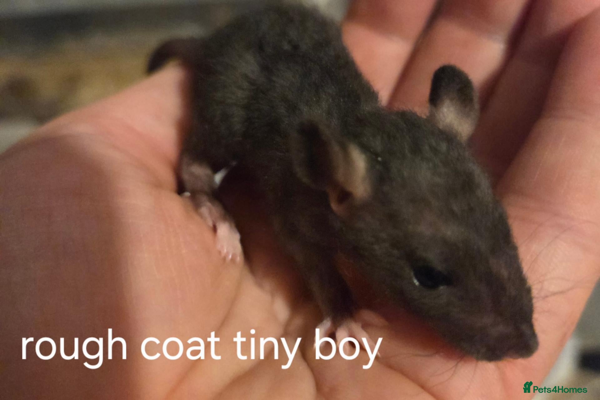 Rat rodents Dumbos and fancy rats some times balds - Advert 2