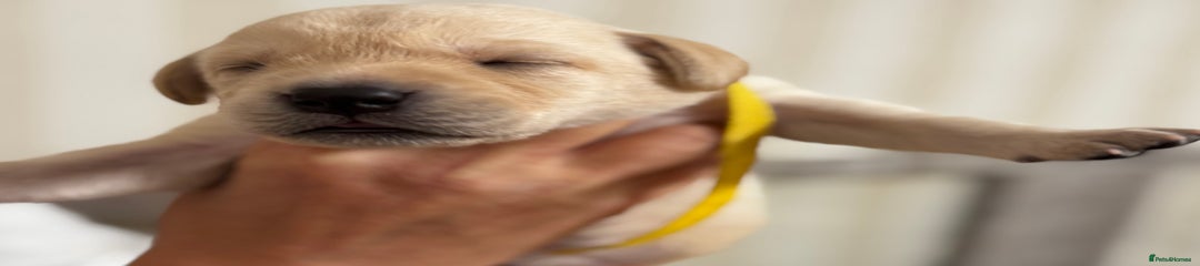 Labrador Retriever Puppy 4