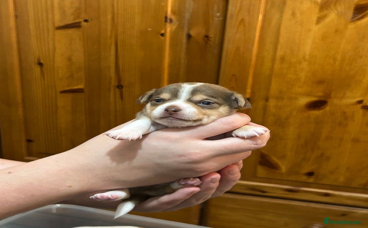 Chihuahua dogs - Advert 7