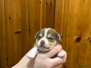 Chihuahua dogs - Advert 9