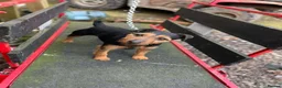 Patterdale Terrier dogs for sale: Patterdale Terriers  - Advert 11