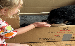 Cockapoo dogs for sale: Mirabelle's Enchanting Pups ✨ - Image 7