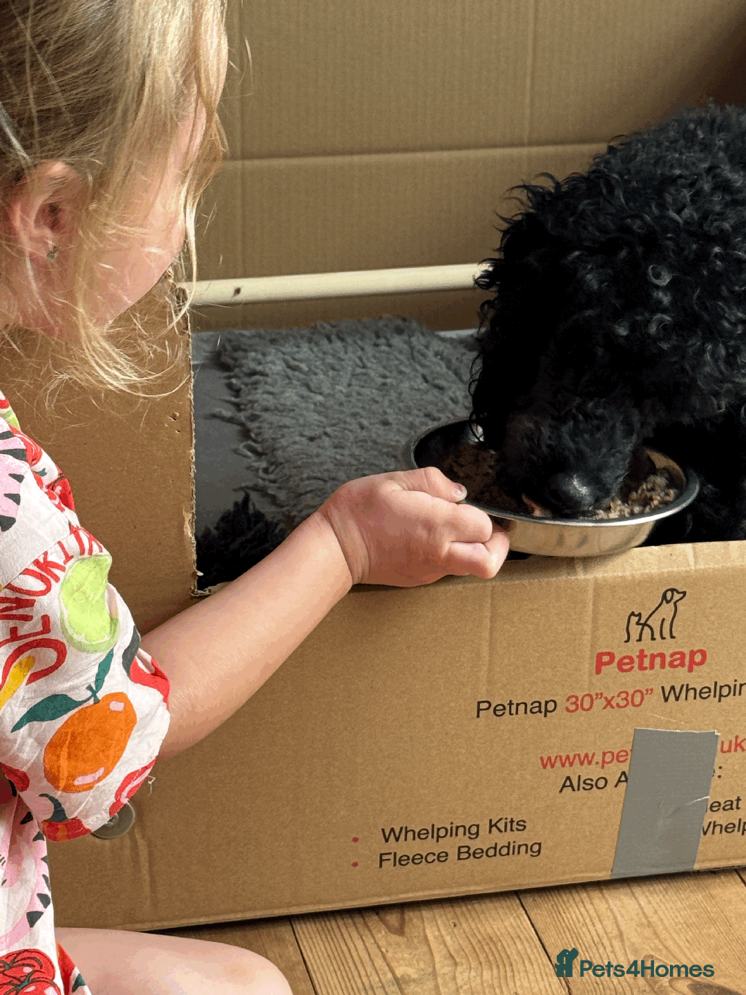 Cockapoo dogs for sale: Mirabelle's Enchanting Pups ✨ - Image 7