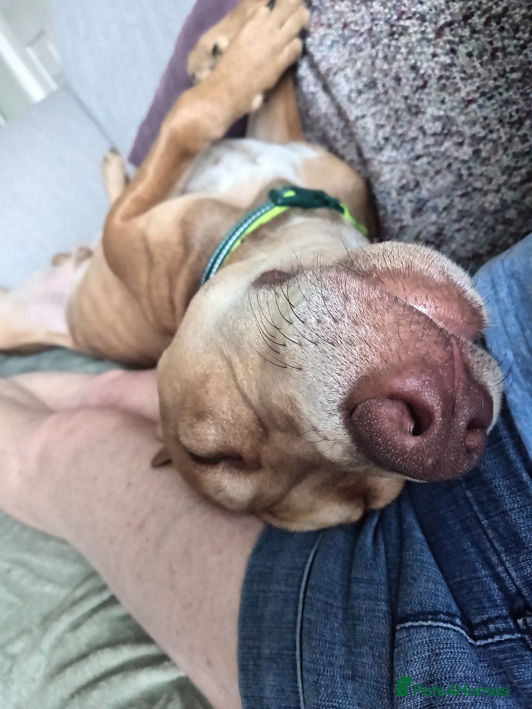 Mixed Breed dogs for sale: Gorgeous 1yr old male Cross - Advert 11