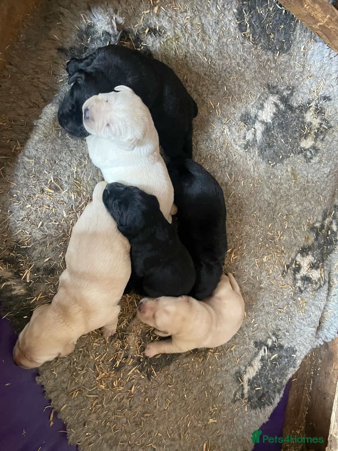 Labrador Retriever dogs for sale: Labrador puppies KC reg Health tested - Advert 7