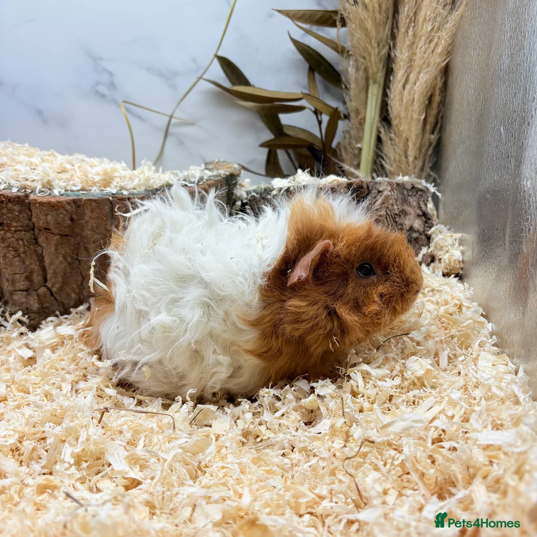 Guinea Pig rodents for sale: Multiple Baby Boy Guinea Pigs for sale  - Advert 2