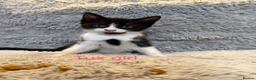 Domestic Shorthair cats for sale: ❤️🩵 Beautiful Kittens 🩵❤️ - Advert 10