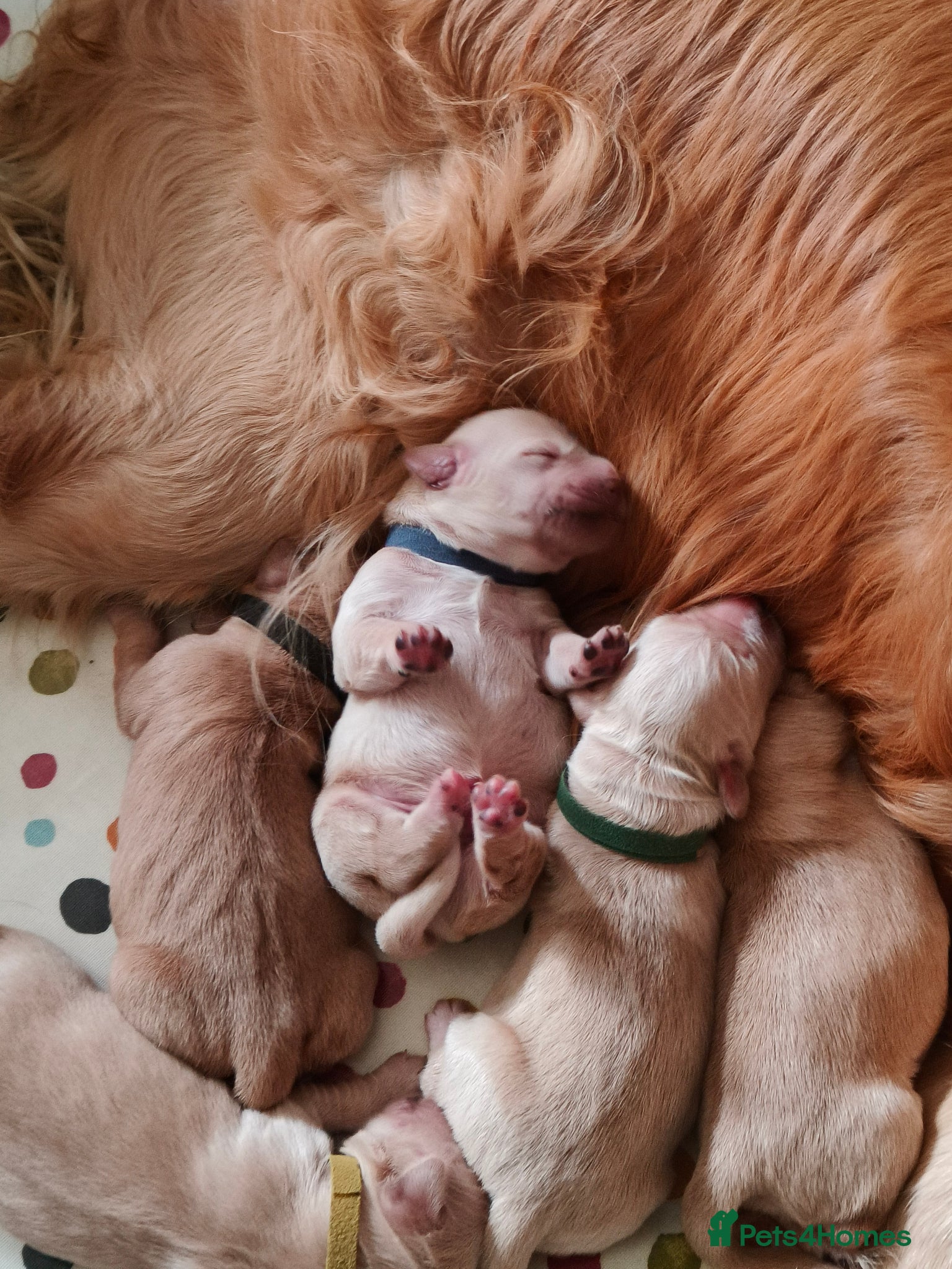Golden Retriever Puppy 4