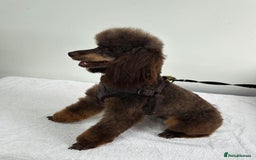 Toy Poodle dogs for stud: KC CHOCOLATE PHANTOM TOY POODLE in Willenhall - Image 2
