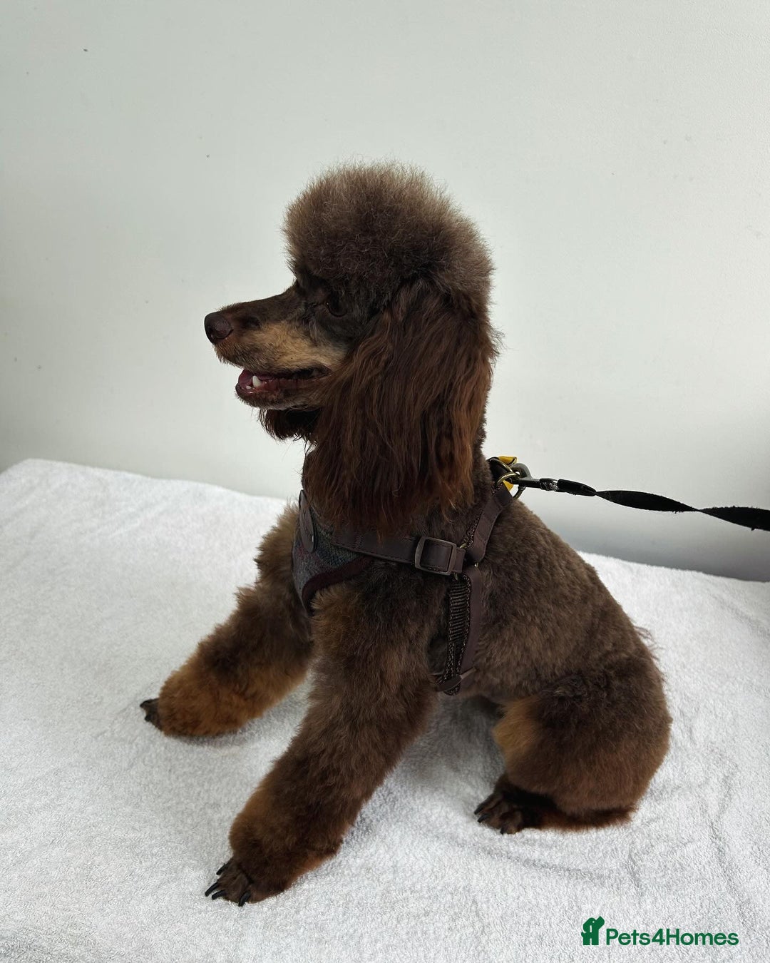 Toy Poodle dogs for stud: KC CHOCOLATE PHANTOM TOY POODLE in Willenhall - Image 2