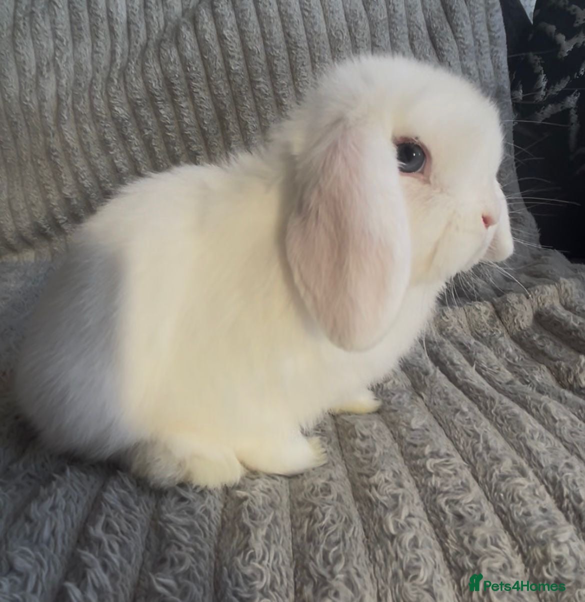 Mini Lop rabbits Beautiful mini lop baby rabbits  - Advert 6