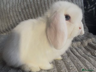 Mini Lop rabbits Beautiful mini lop baby rabbits - Advert 6