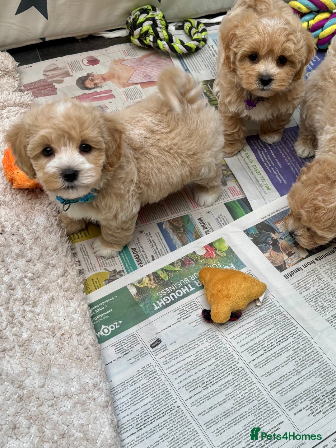 Maltipoo dogs for sale: ADORABLE F1 MALTIPOO PUPPIES DNA TESTED  - Image 21