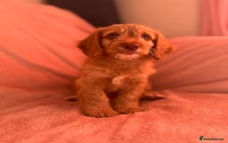 Cockapoo dogs for sale: Rare F1 apricot/ red fox DNA PRCD-PRA clear - Image 24