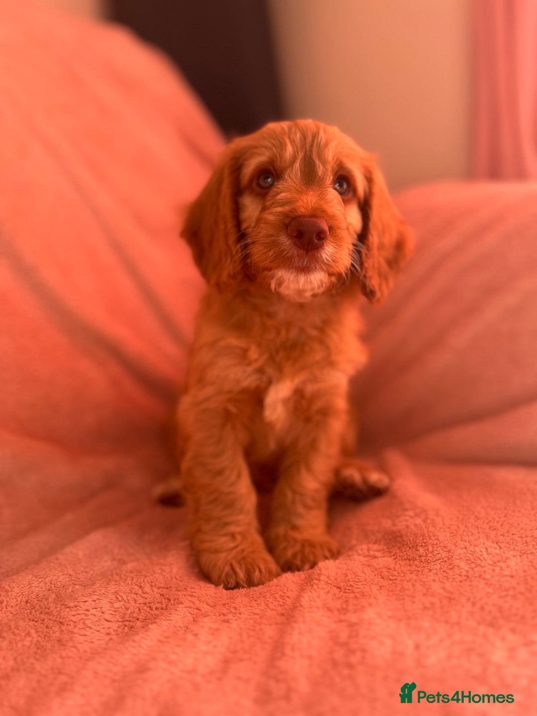 Cockapoo dogs for sale: Rare F1 apricot/ red fox DNA PRCD-PRA clear - Image 24