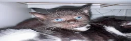 Domestic Shorthair cats for sale: 2 Female Black & White Domestic Shorthairs in Ashford - Advert 4
