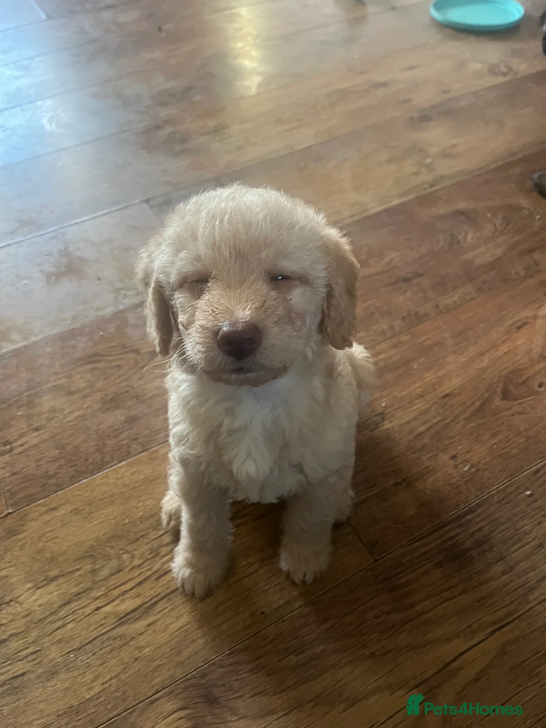 Mixed Breed dogs for sale: Eight cockapoo mix - Advert 2