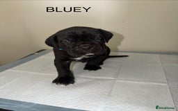 Cane Corso dogs for sale: CANE CORSO. FULL PEDIGREE. CHAMPION BLOODLINE. - Image 1