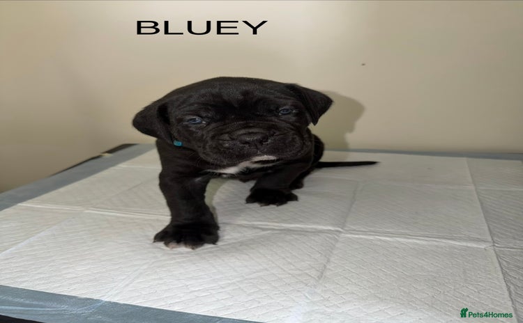Cane Corso dogs - Advert 1