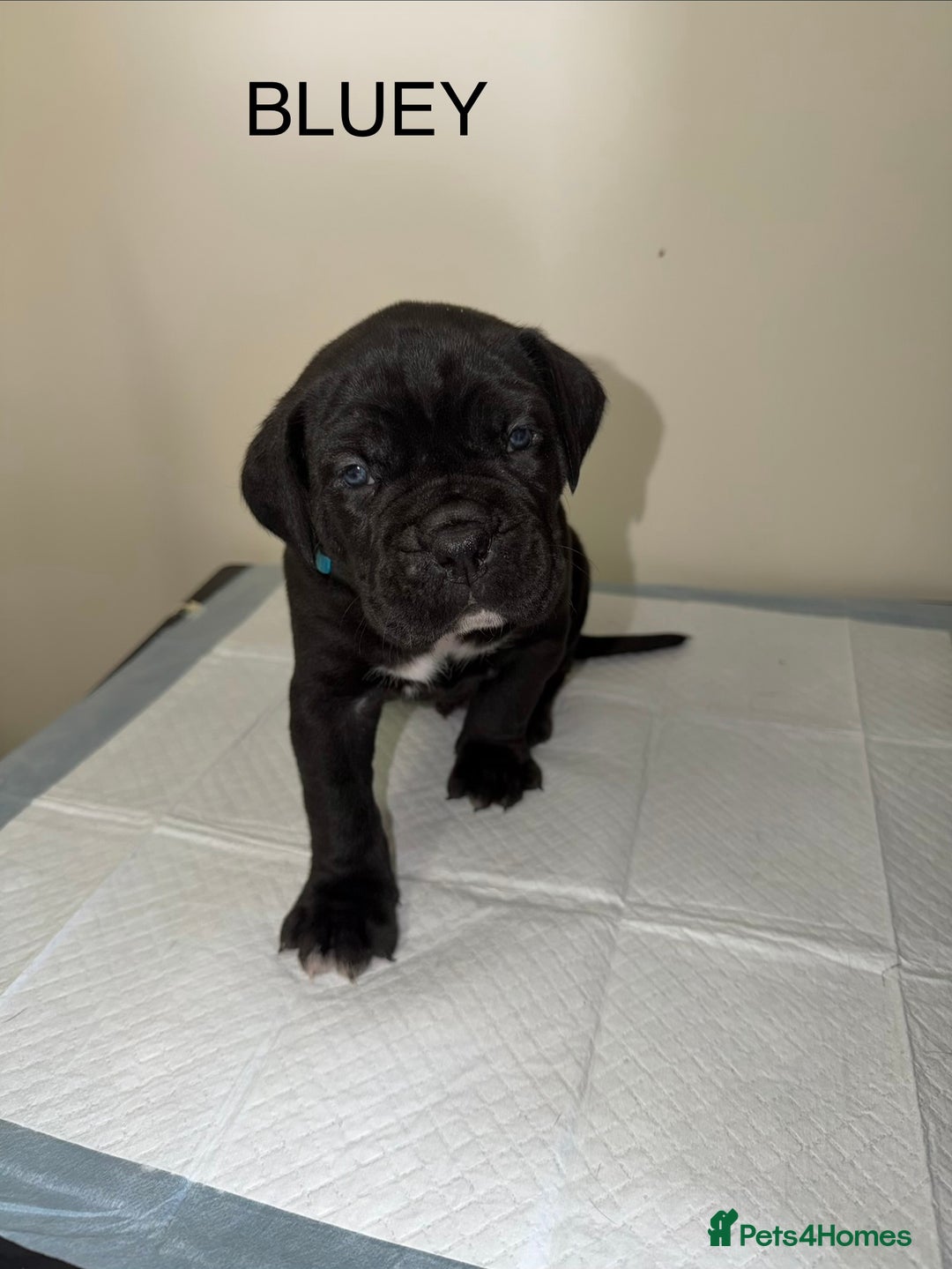 Cane Corso dogs for sale: CANE CORSO. FULL PEDIGREE. CHAMPION BLOODLINE. - Image 1