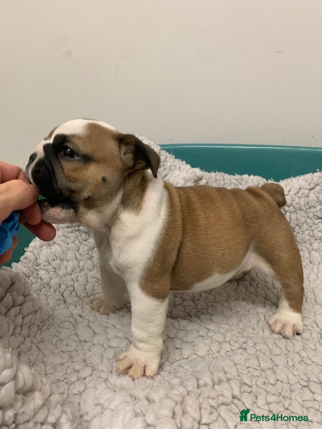 English Bulldog dogs for sale: Champion Rosebull Ralph Mystyle puppies - Image 18