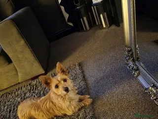 Mixed Breed dogs Jack Russel X Chihuahua Puppies - Advert 1