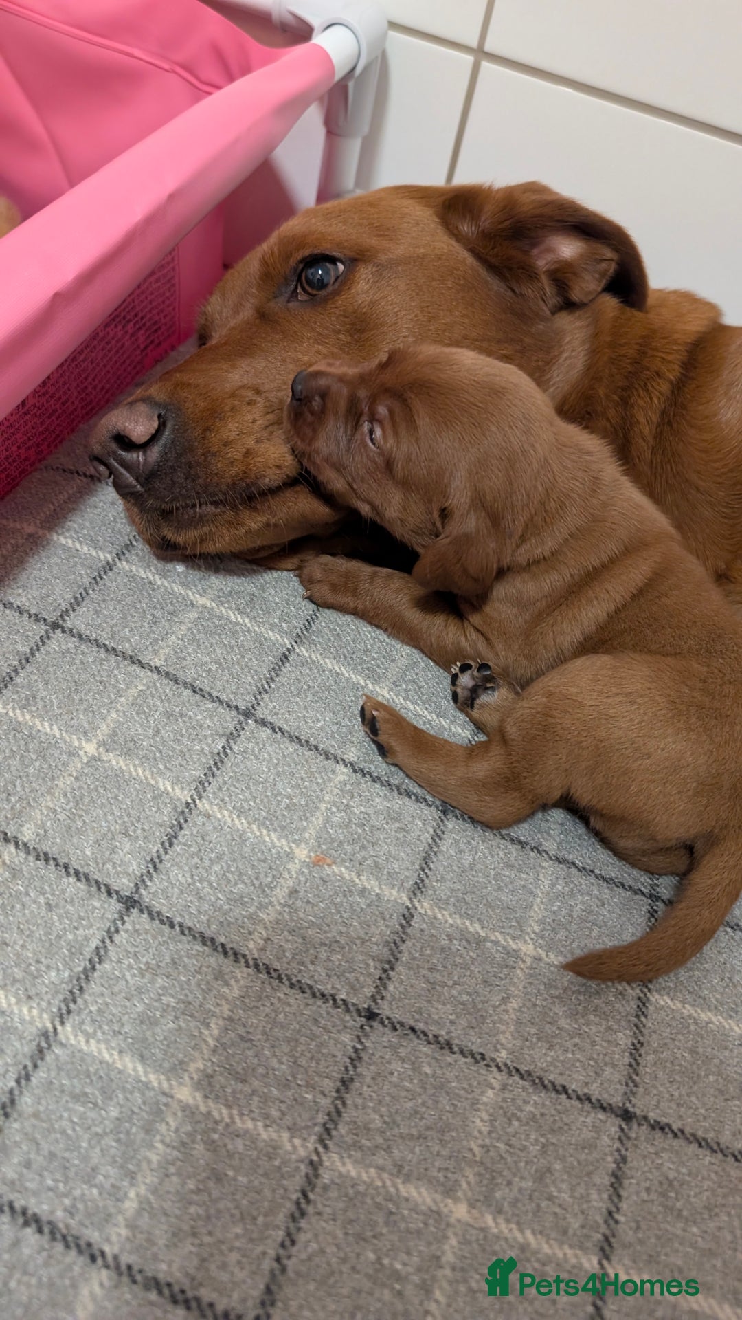 Labrador Retriever dogs for sale: Exceptionally dark fox red Labrador puppies  - Advert 4