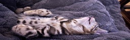 Bengal cats for sale: 🐆Beautiful Purebred Bengal Kitten  🐾 - Advert 7