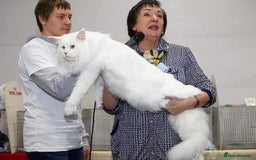 Maine Coon cats for sale: Chunky and outstanding bloodlines  in Benfleet - Image 3
