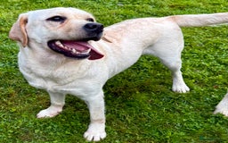 Labrador Retriever dogs for adoption: Lucia’s Story - Minutes from Death - Image 1