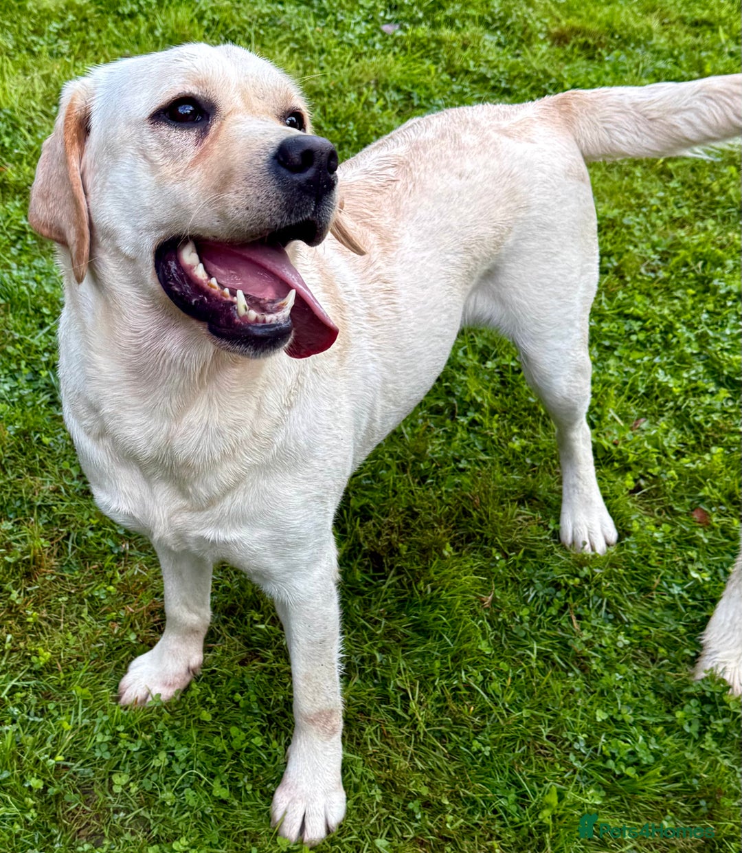Labrador Retriever dogs for adoption: Lucia’s Story - Minutes from Death - Image 1