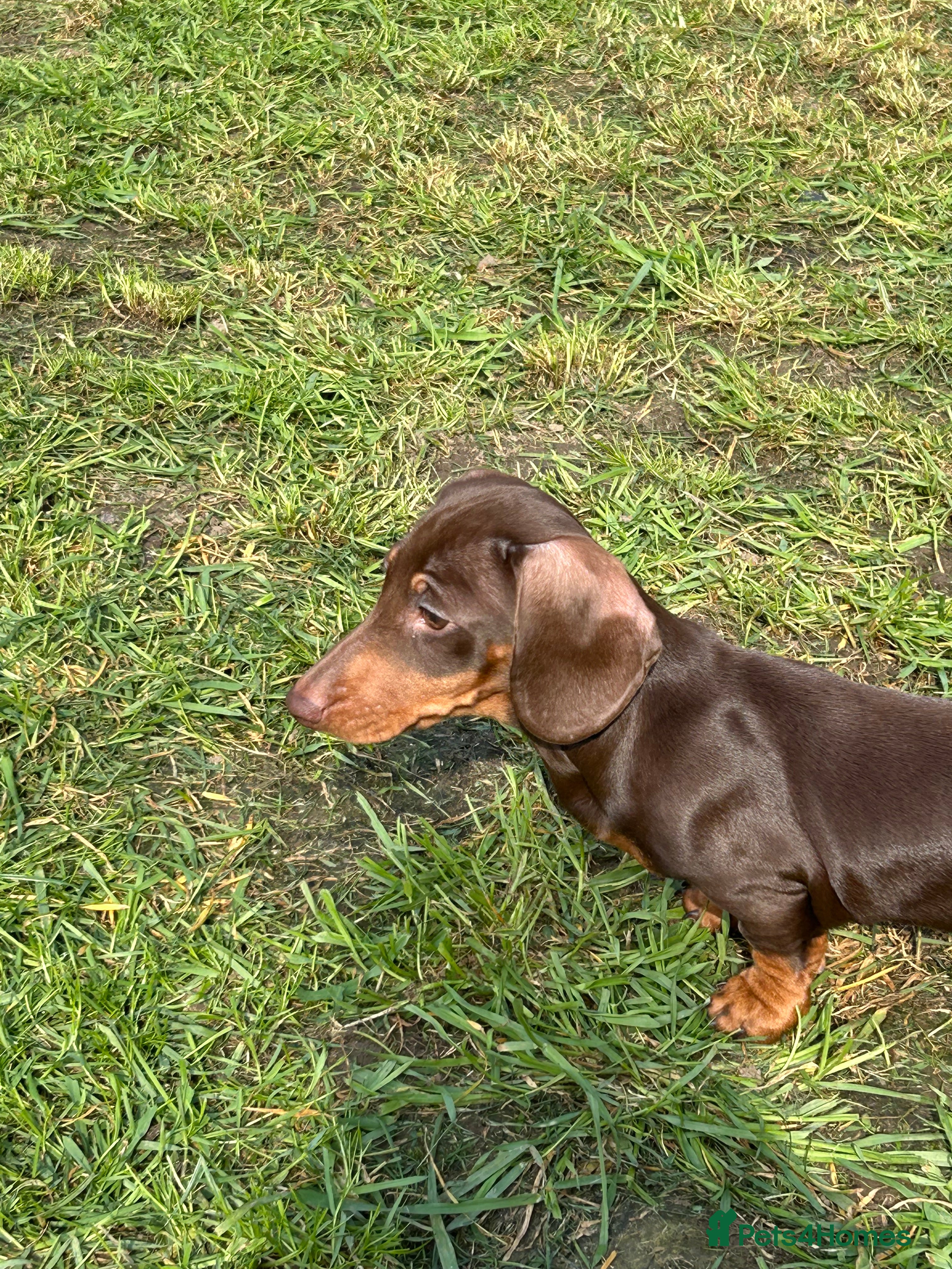Miniature Dachshund dogs Last two chocolate & tan miniature dachshunds  - Advert 8