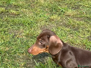 Miniature Dachshund dogs Last two chocolate & tan miniature dachshunds - Advert 8