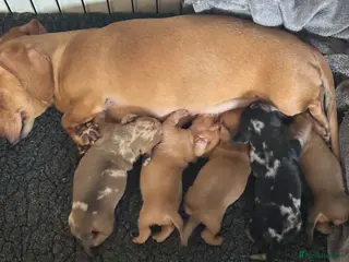 Miniature Dachshund dogs KC PRA clear miniature dachshunds dapple - Advert 1