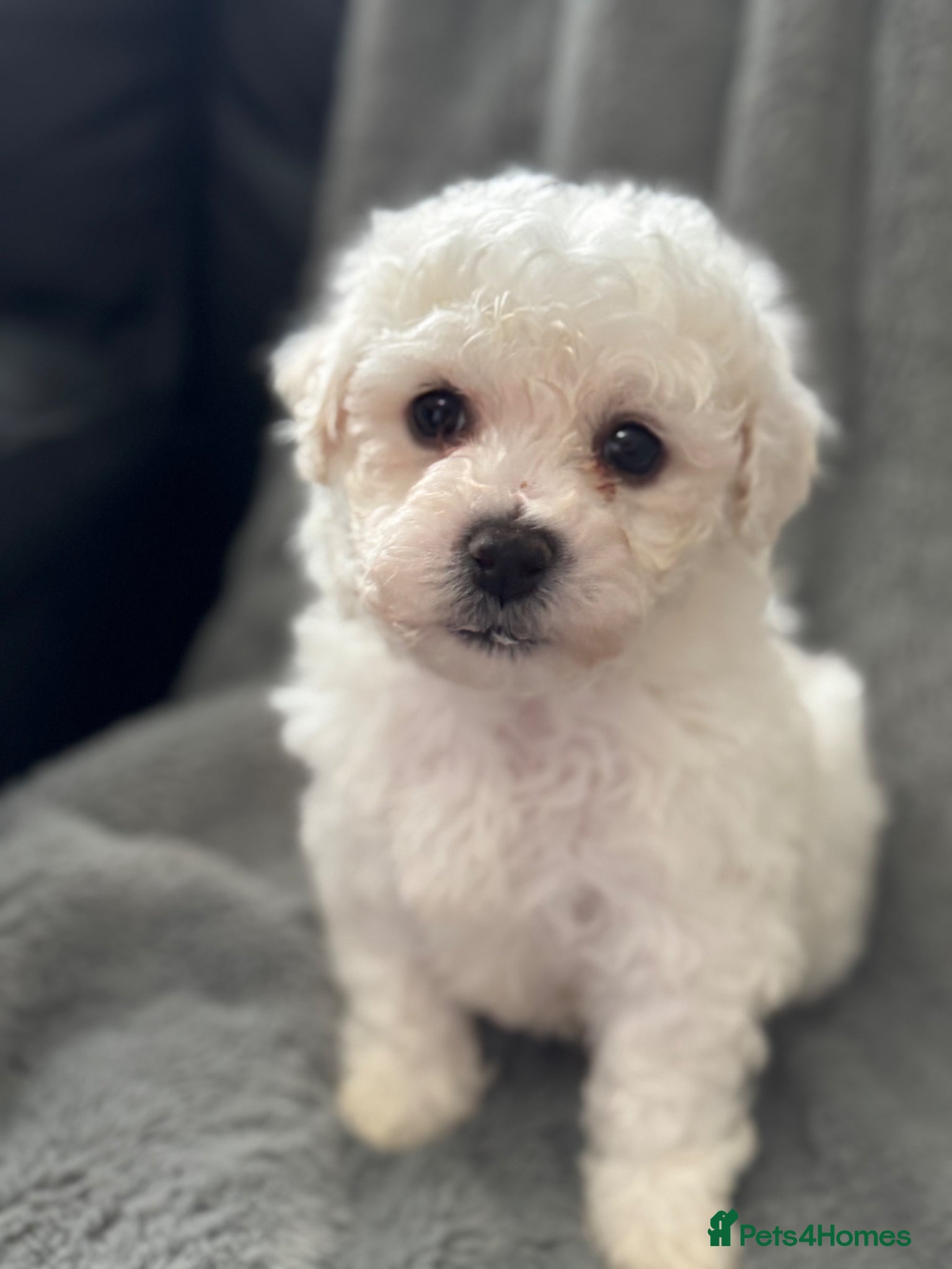 Bichon Frise dogs Pure Bichon Frise Puppies *1 BOY LEFT *READY NOW - Advert 14