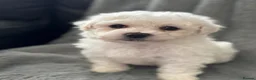 Bichon Frise dogs for sale: Pure Bichon Frise Puppies - Advert 10
