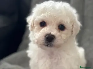Bichon Frise dogs Pure Bichon Frise Puppies *1 BOY LEFT *READY NOW - Advert 17