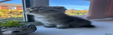 Scottish Fold Kitten 3