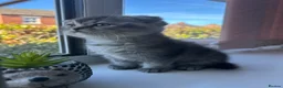 Scottish Fold cats for sale: Little buddies ready forever home  - Advert 16