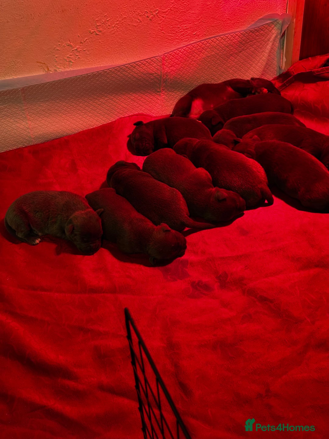 American Bully dogs for sale: STANDARD American Bully Blue - Advert 5